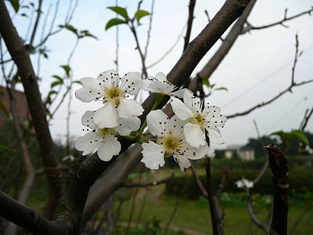 花草之間_058