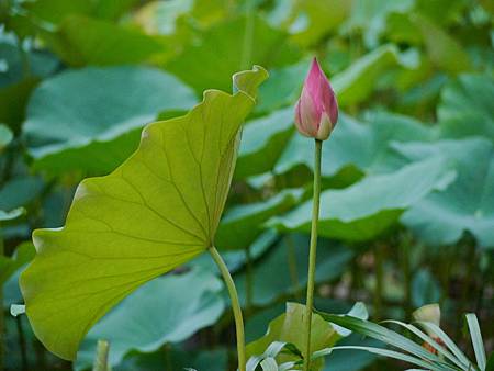 蓮花_036