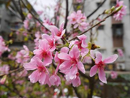 12953062_469451613246434_1659036279_o