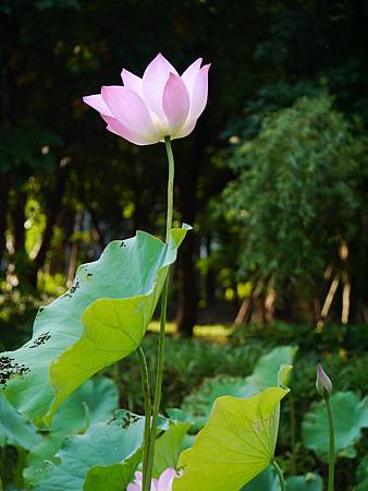 蓮花_129