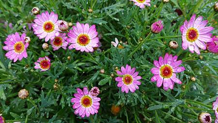 16177677_725088907653702_2333549496530723062_o