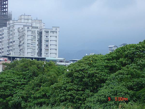 水鳥棲息在樹上