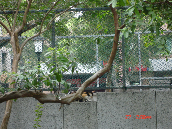 20090627師大的貓