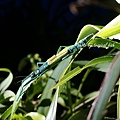 DSC06960