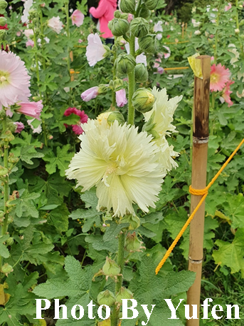 古亭河濱公園 蜀葵之森