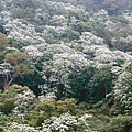 竹東「四月雪」桐花祭-各地的油桐已陸續盛開，「四月雪」景致如白雪覆地、美不勝收.jpg