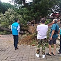 大銀樺樹遭強風吹襲倒塌，鎮長羅吉祥（左二）上午到場勘查。.jpg