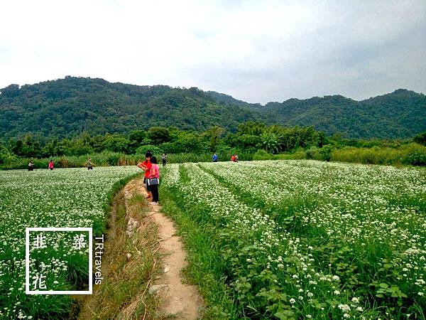 大鶯路韭菜花 (2).jpg