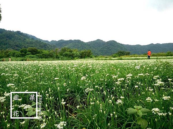 大鶯路韭菜花 (6).jpg