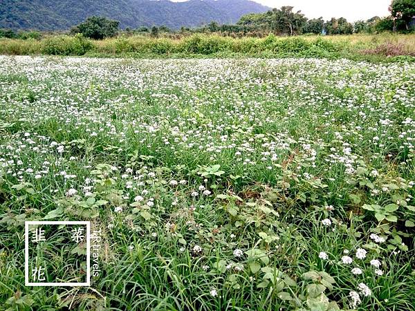 大鶯路韭菜花 (10).jpg