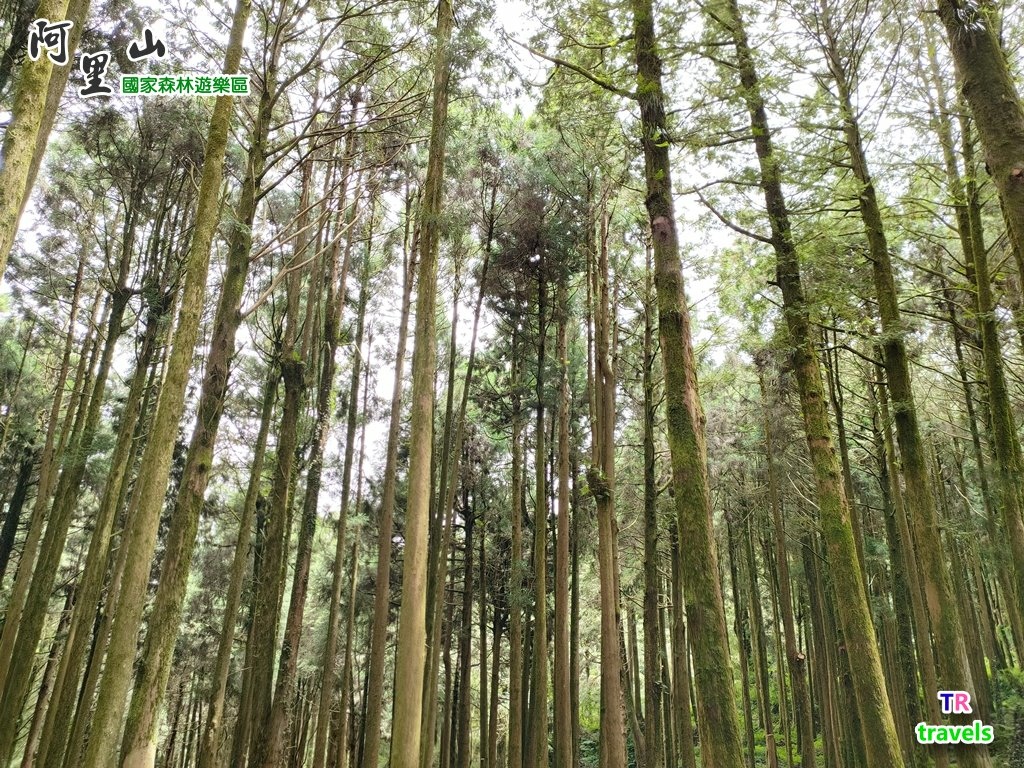 阿里山森林遊樂區 (2).jpg