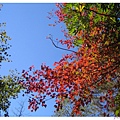 021.紅榨槭(轟炸機).JPG