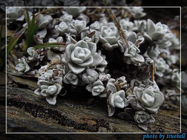 長得像石蓮花