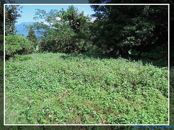 瓦拉米步道 一片荒煙蔓草 Truebell的相簿 痞客邦
