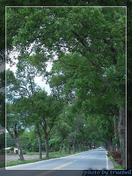 往鯉魚潭的道路