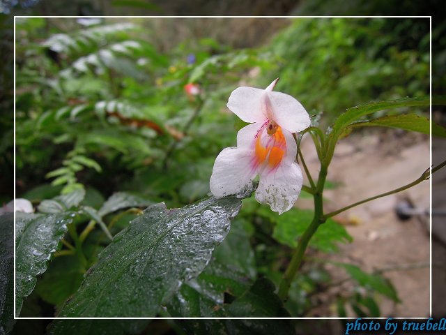 紫花鳳仙花