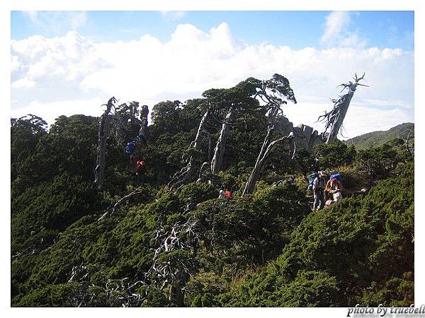 178.除了岩石就是圓柏.jpg