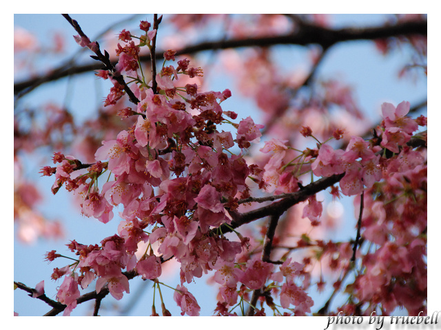 桐林國小的櫻花