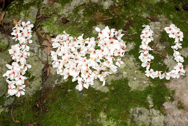 南庄‧油桐花季