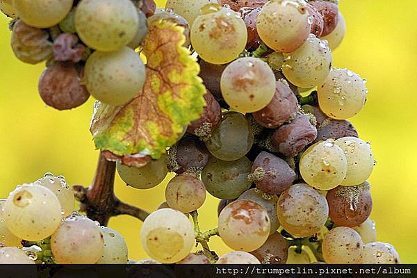 800px-Botrytis_riesling