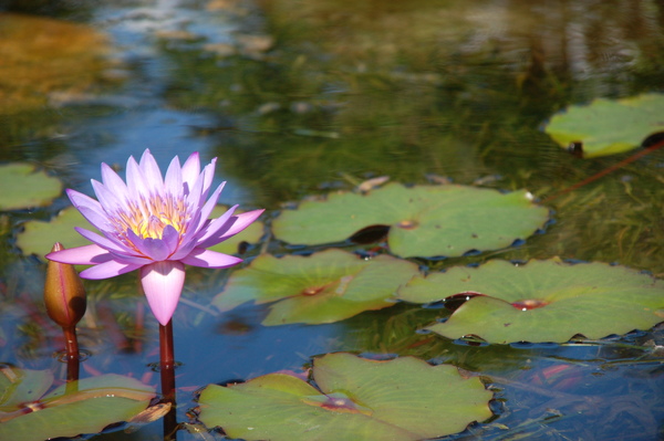 花花