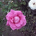 smallP1240089.JPG