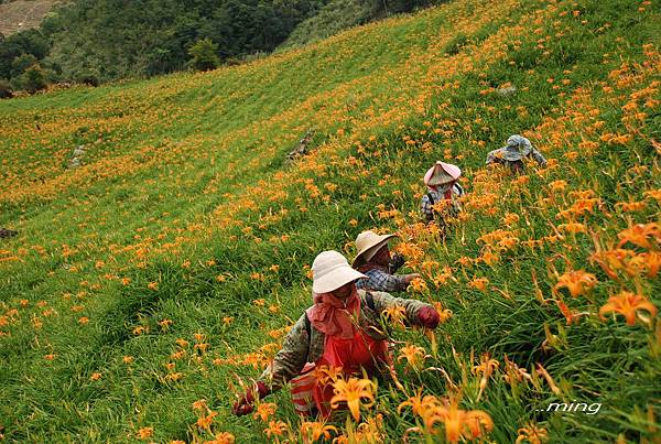 太麻里金針山青山農場