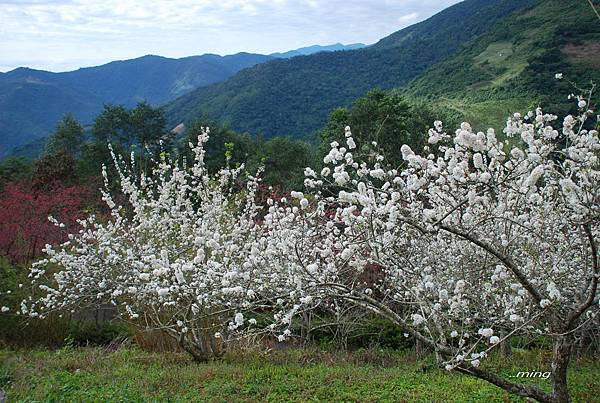 太麻里金針山青山農場