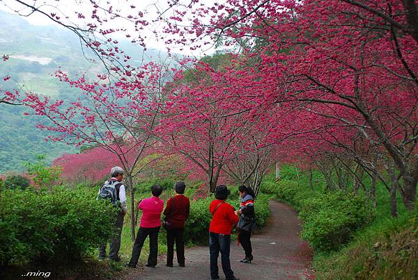 太麻里金針山青山農場