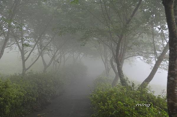 太麻里金針山青山農場