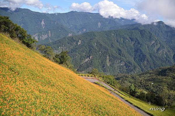 太麻里金針山青山農場