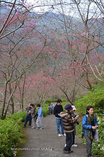 金針山青山農場