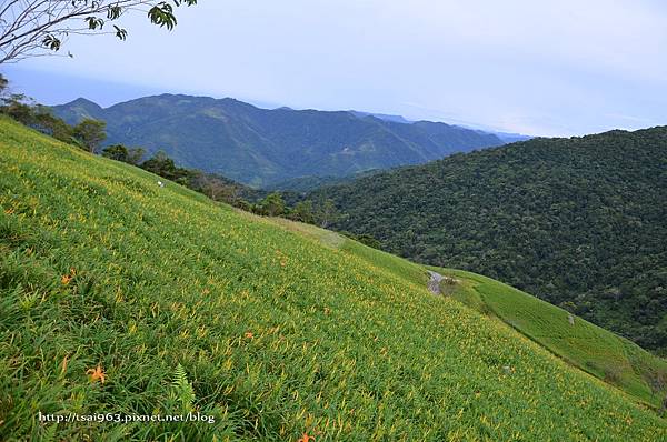 金針山青山農場