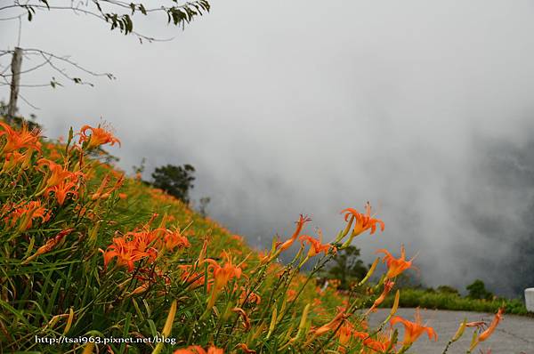 金針山青山農場