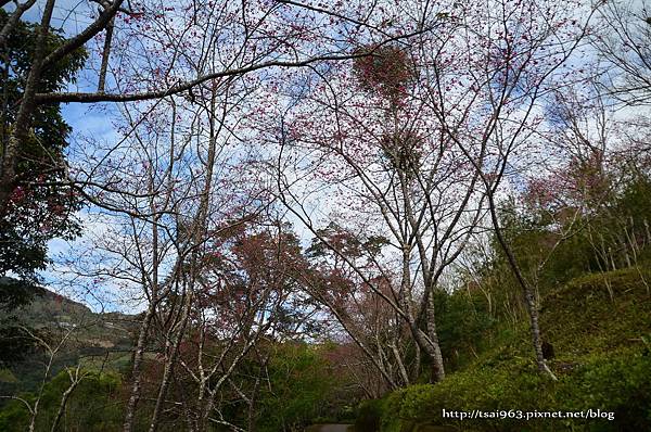 金針山青山農場