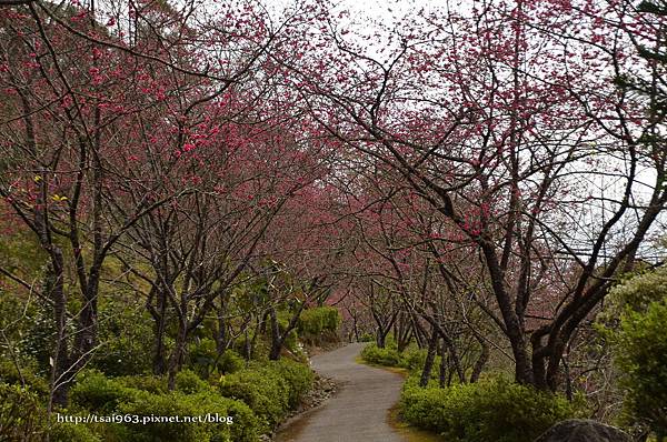 金針山青山農場