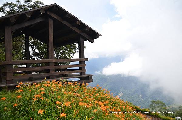 台東金針山青山農場