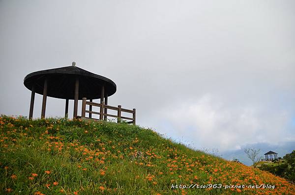 台東金針山青山農場