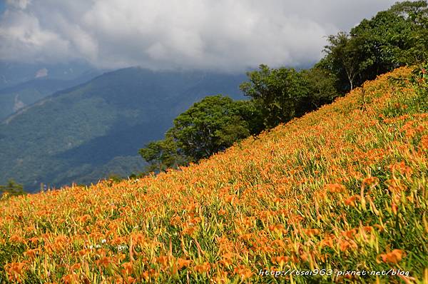 台東金針山青山農場