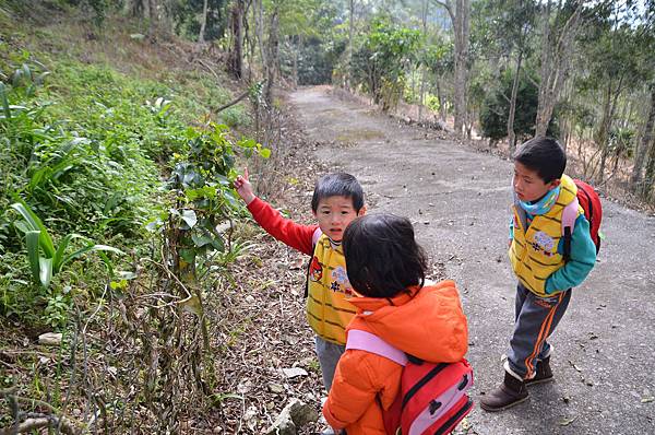 金針山青山農場