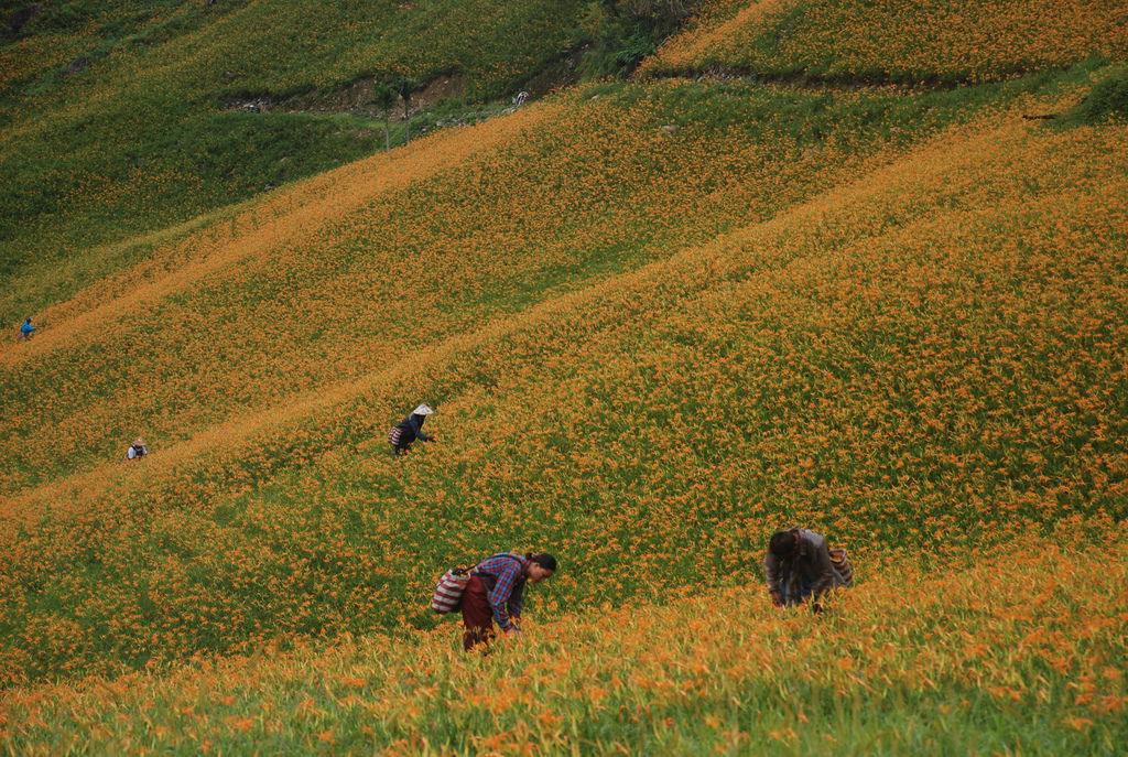 台東旅遊推薦|台東地方文化之旅 太麻里金針山青山農場 - 第14張圖 台東旅遊推薦|台東地方文化之旅 太麻里金針山青山農場