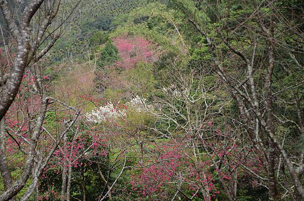 金針山青山農場