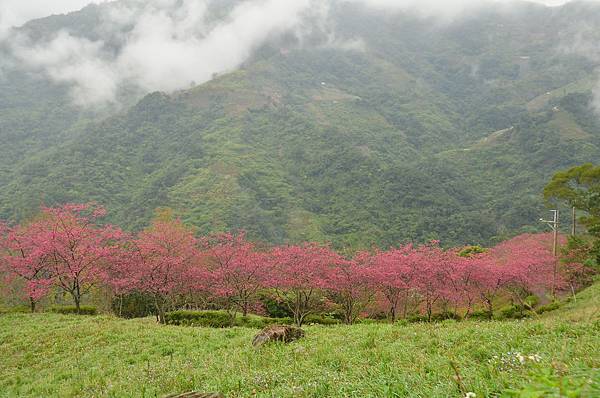 金針山青山農場