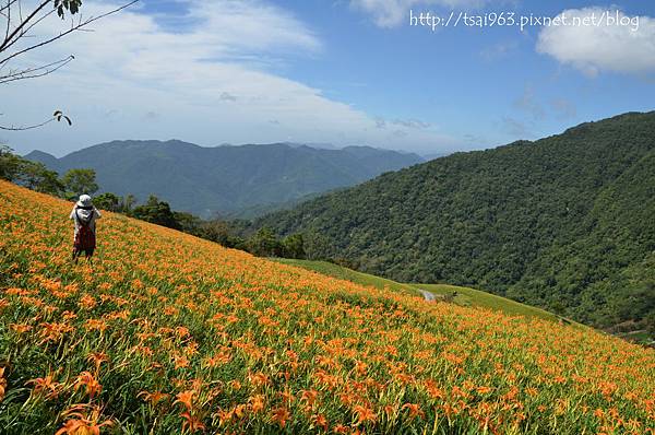 金針山青山農場