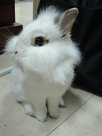 bunny