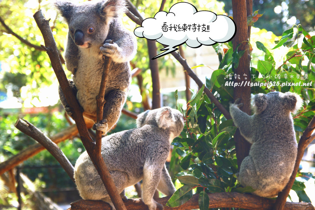 澳洲 景點篇 Currumbin庫倫濱野生動物園 一定要抱無尾熊 播報台下的小確幸 貝貝 Fashionguide 華人時尚專業評鑑