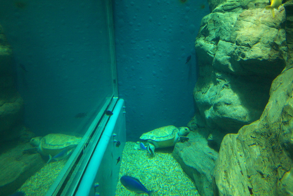 P1110092_1_調整大小.jpg P1110092_1_調整大小.jpg