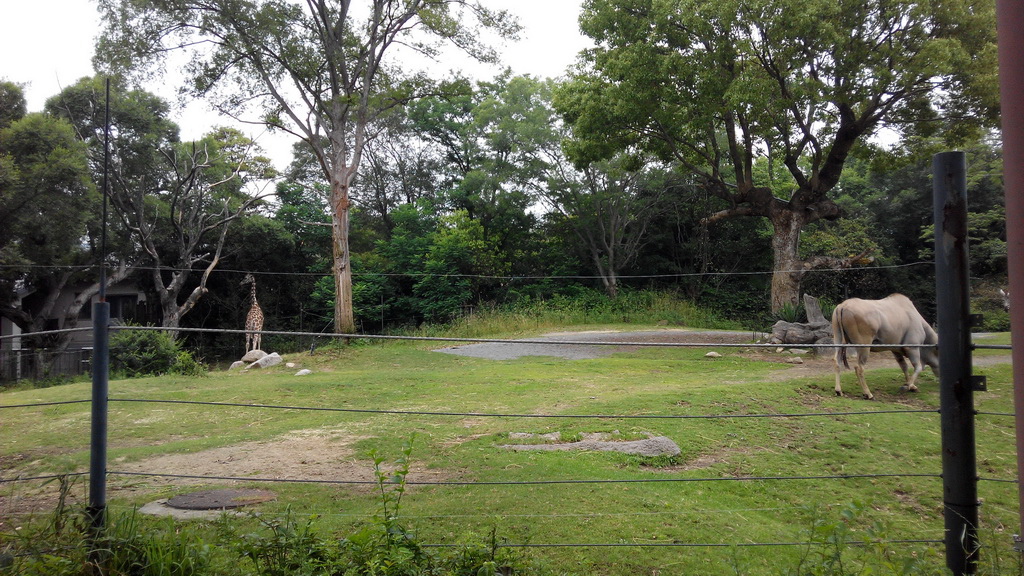 IMG_20140617_132732_調整大小.jpg IMG_20140617_132732_調整大小.jpg