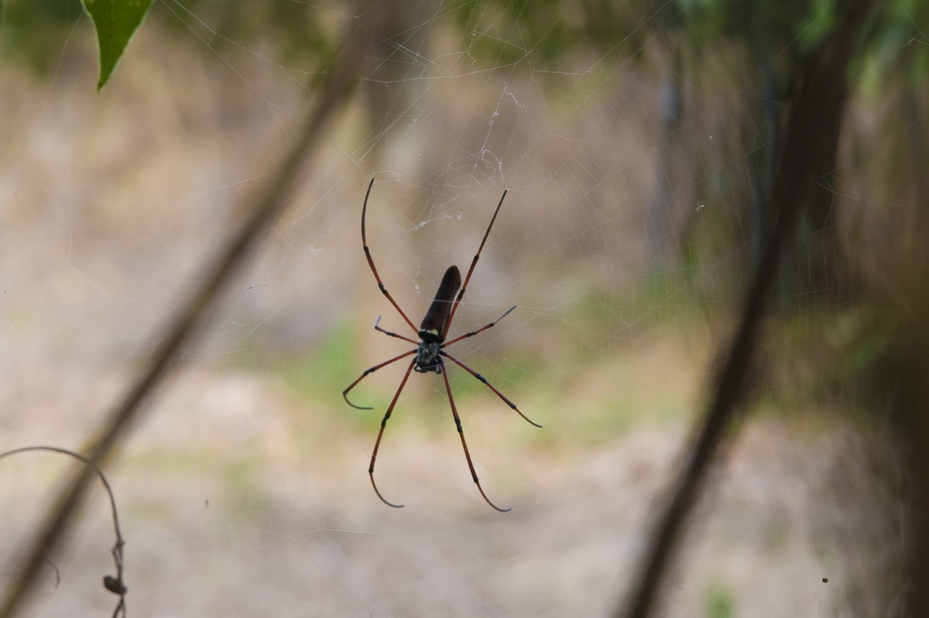 DSC_5100-.jpg DSC_5100-.jpg