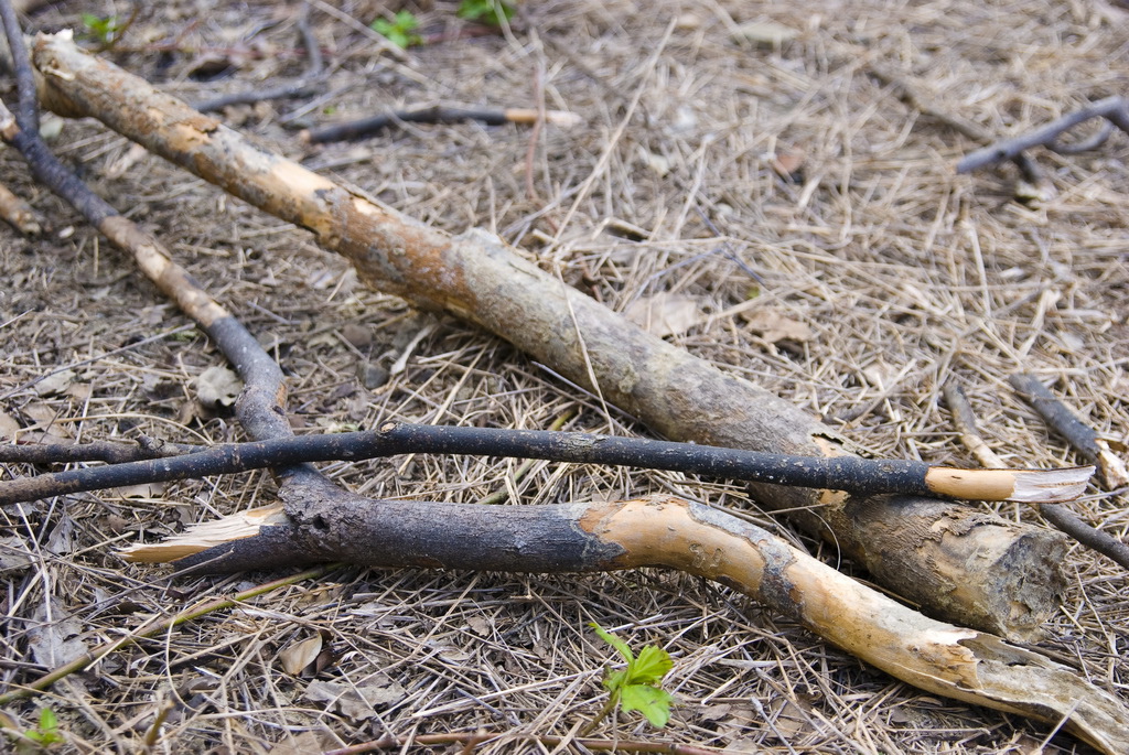 DSC_5108-.jpg DSC_5108-.jpg